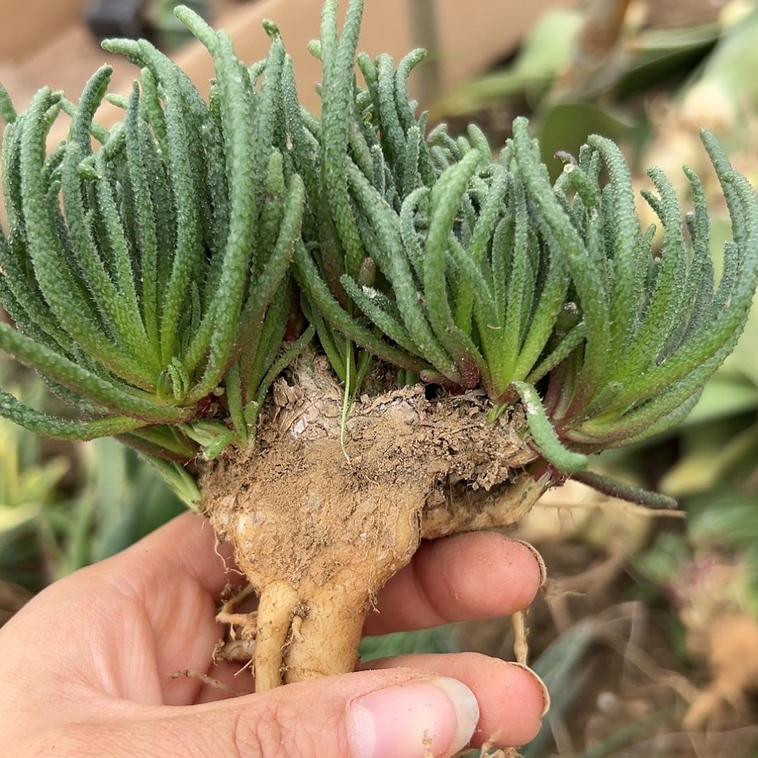 杜呃呃呃呃呃呃呃呃呃呃呃