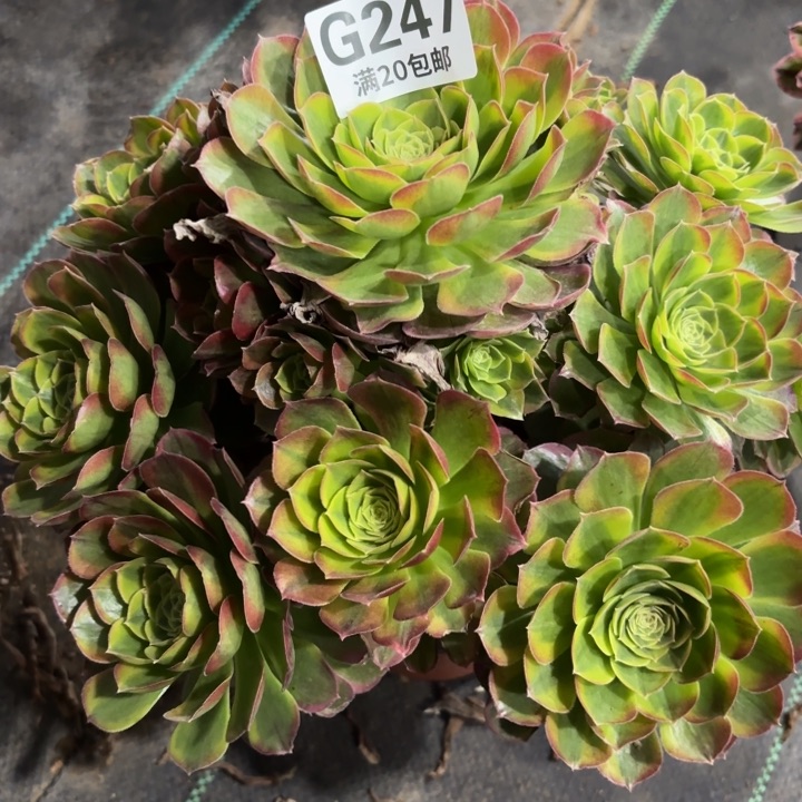 瑞妈一物一拍247