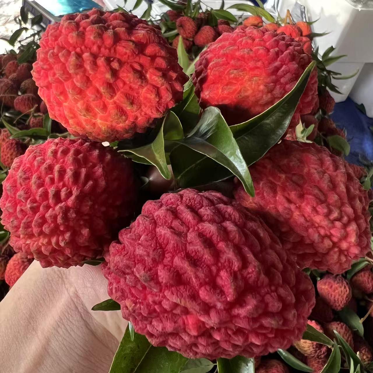 【瑕疵】海南火山荔枝王1斤左右荔枝