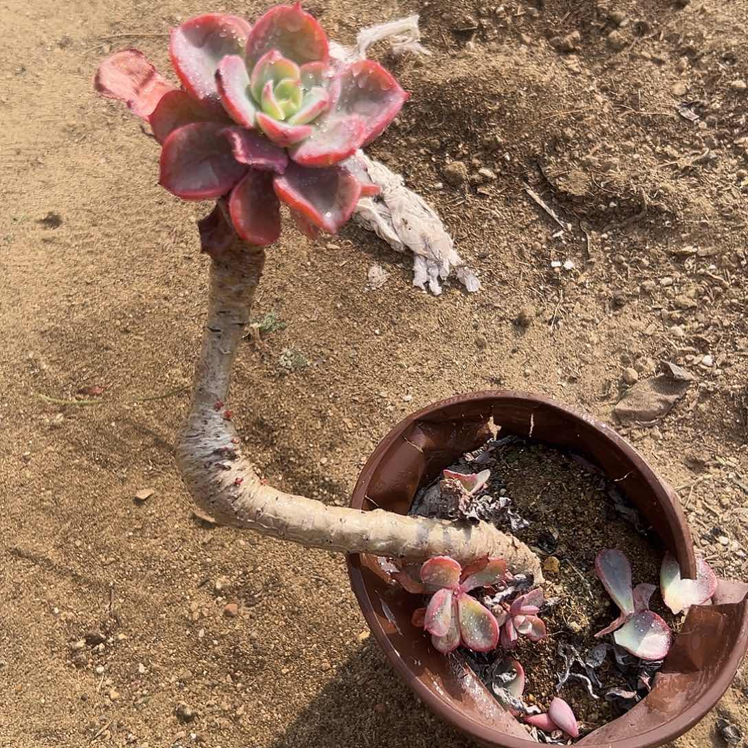 多肉植物雨滴老庄