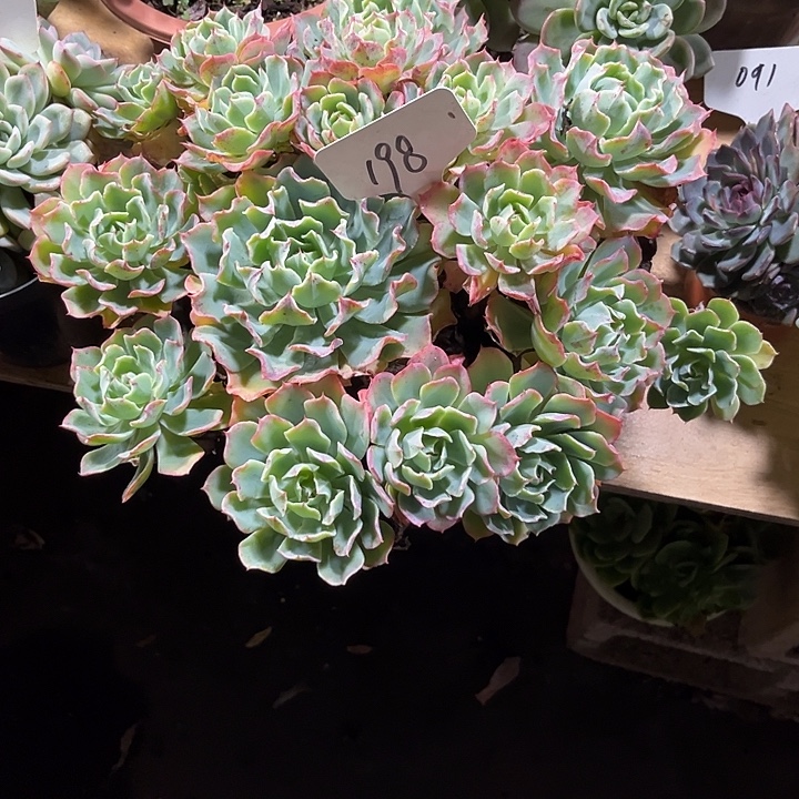 z****000000000000000000198