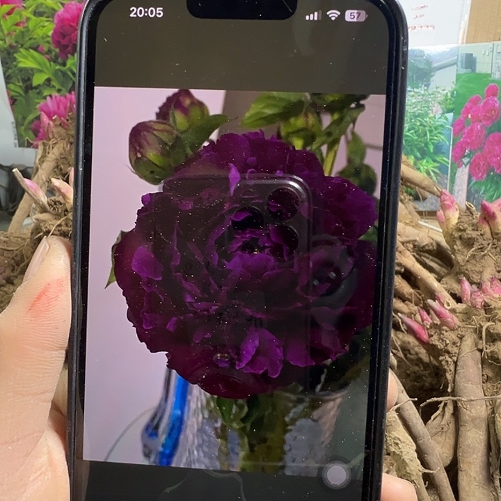 完全开放紫色紫莲