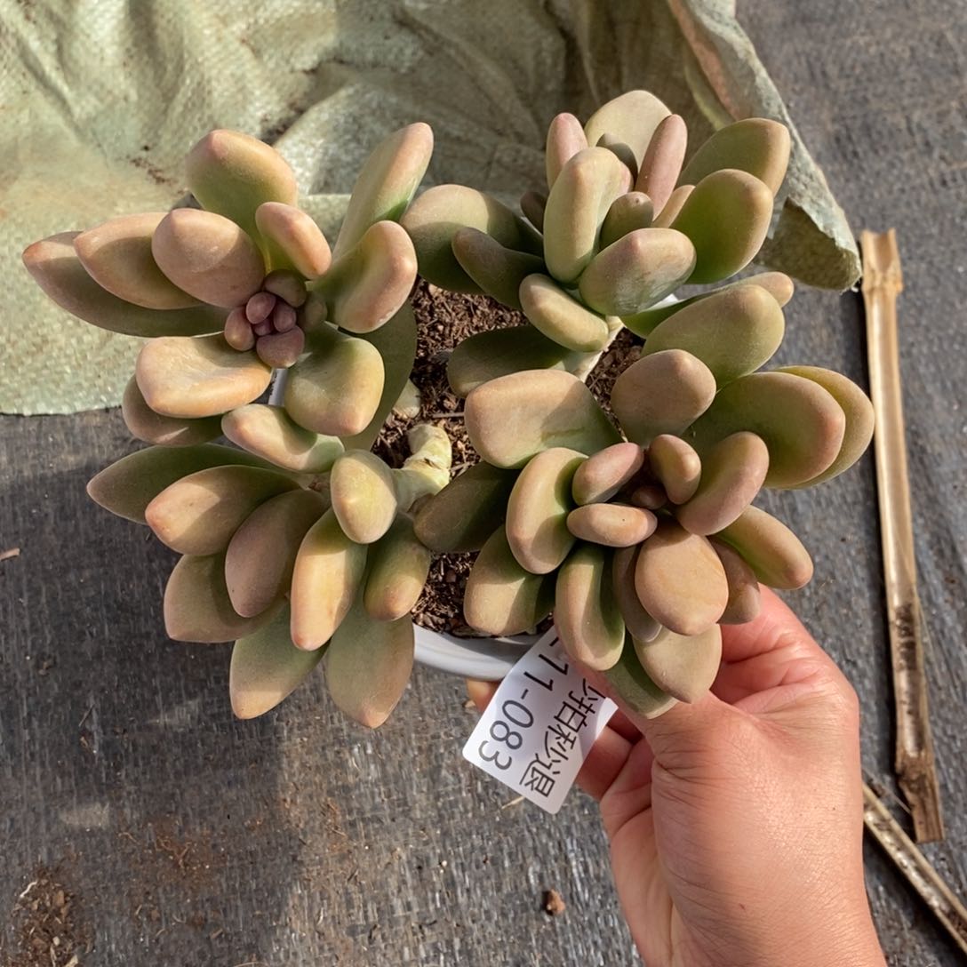 两单包邮1211-83芒果奶