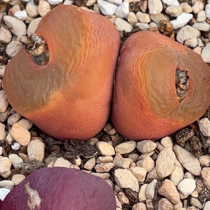 双头蟠桃母本3.8公分