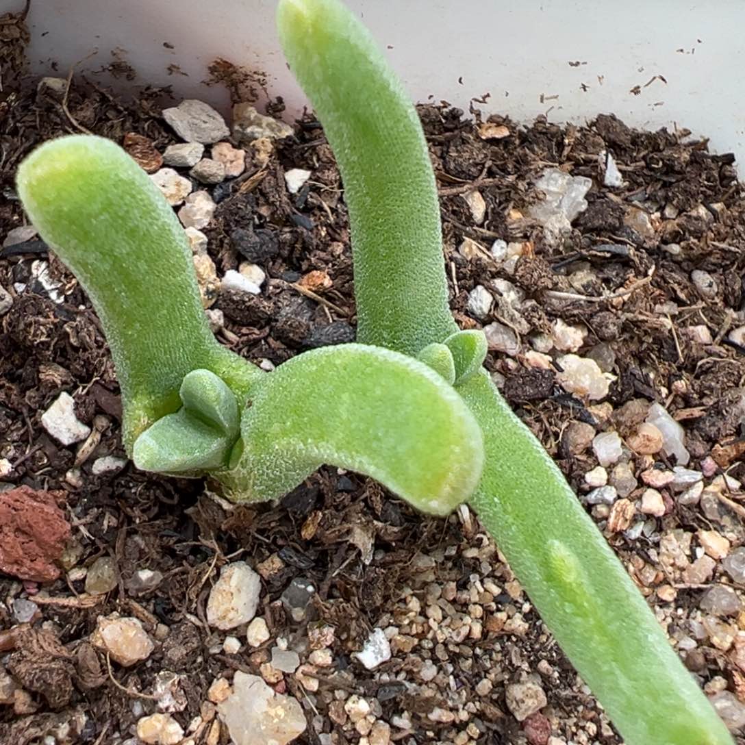 1.22好看的多肉177