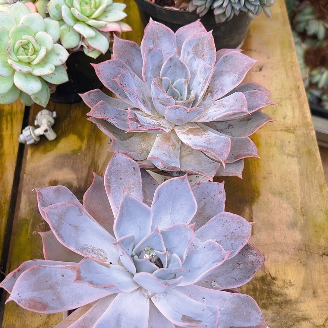 精品多肉露希腊九个