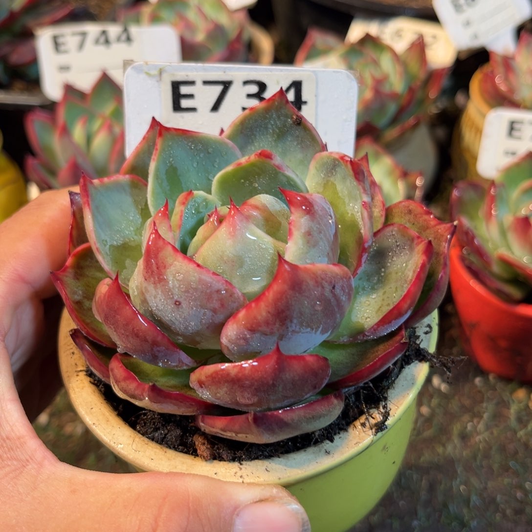 惊鸿一瞥734号多肉