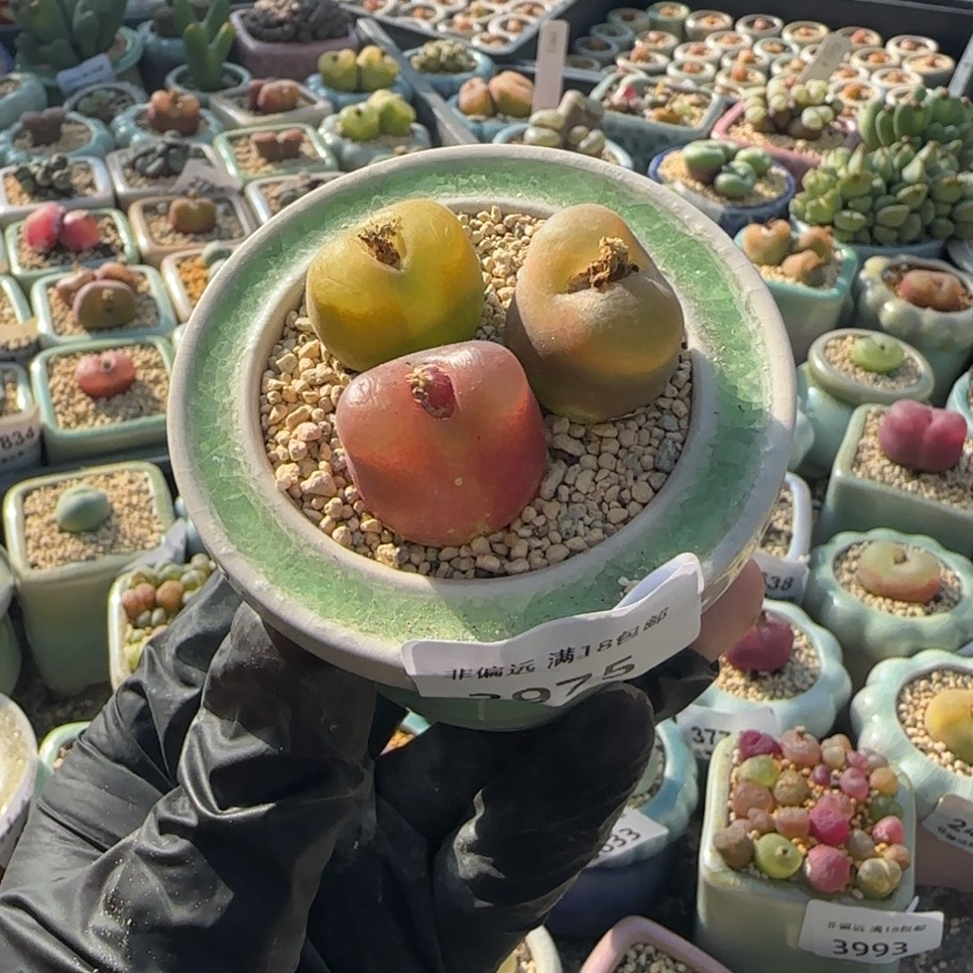 3975--一物一拍 带盆