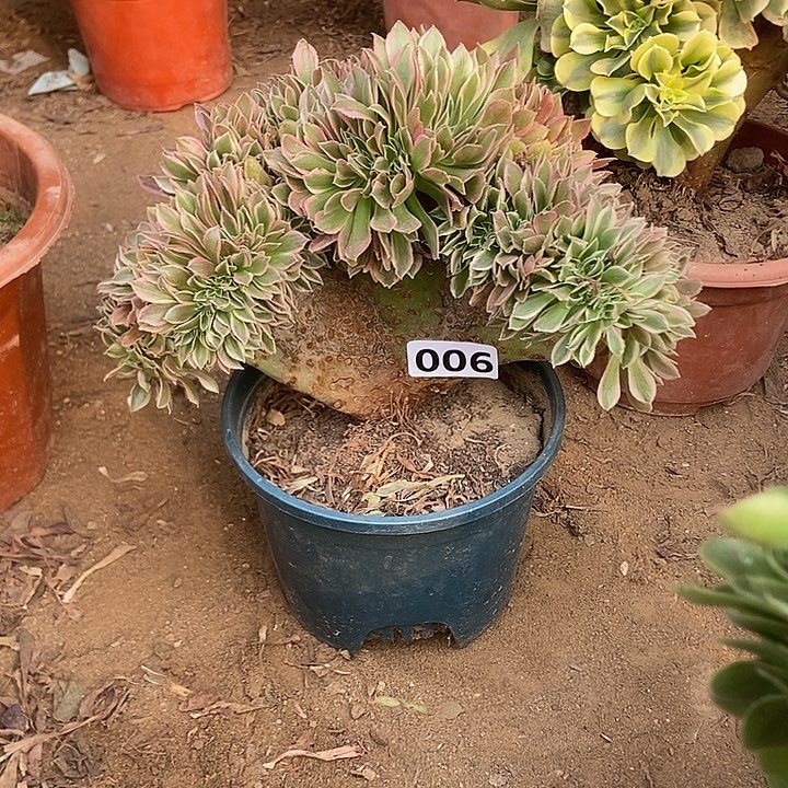    006女神缀化老板子