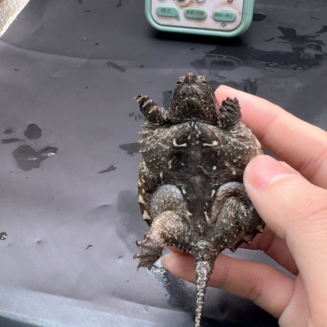 宠物龟不分公母111