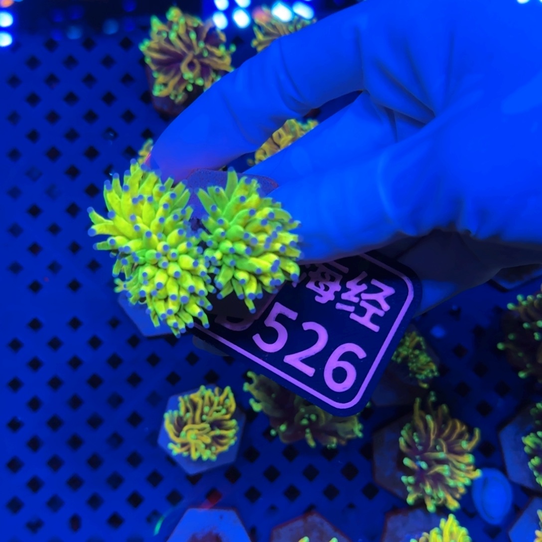 山***店纽扣珊瑚又又不包邮印尼圣杯D526