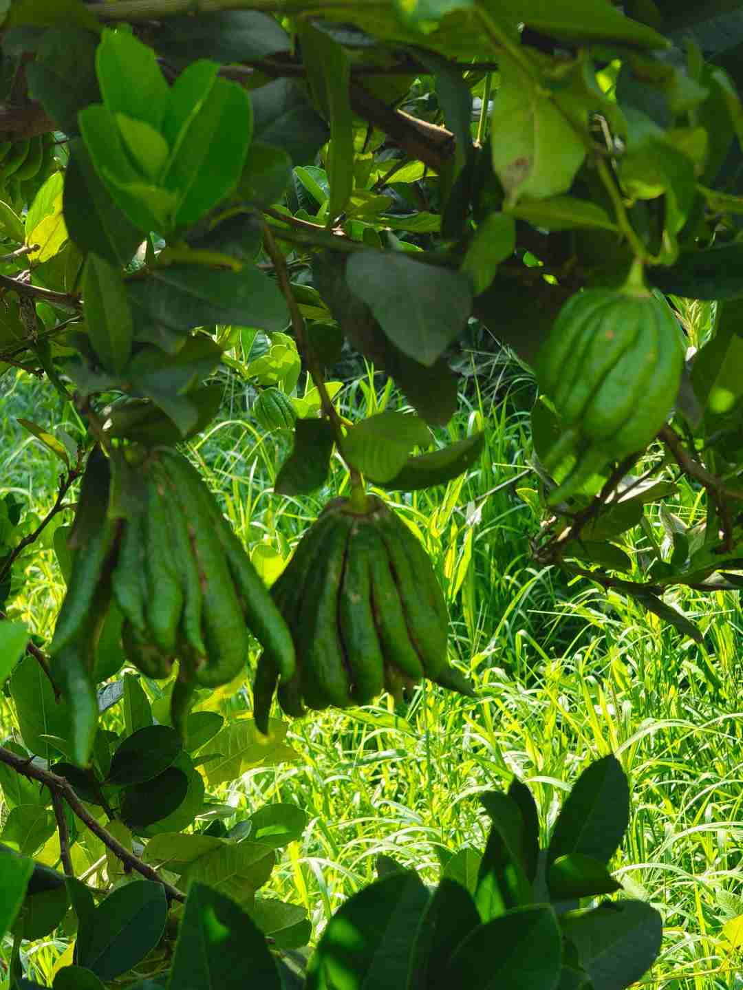 新鲜采摘川佛手柑适合闻香食用水培基地发货