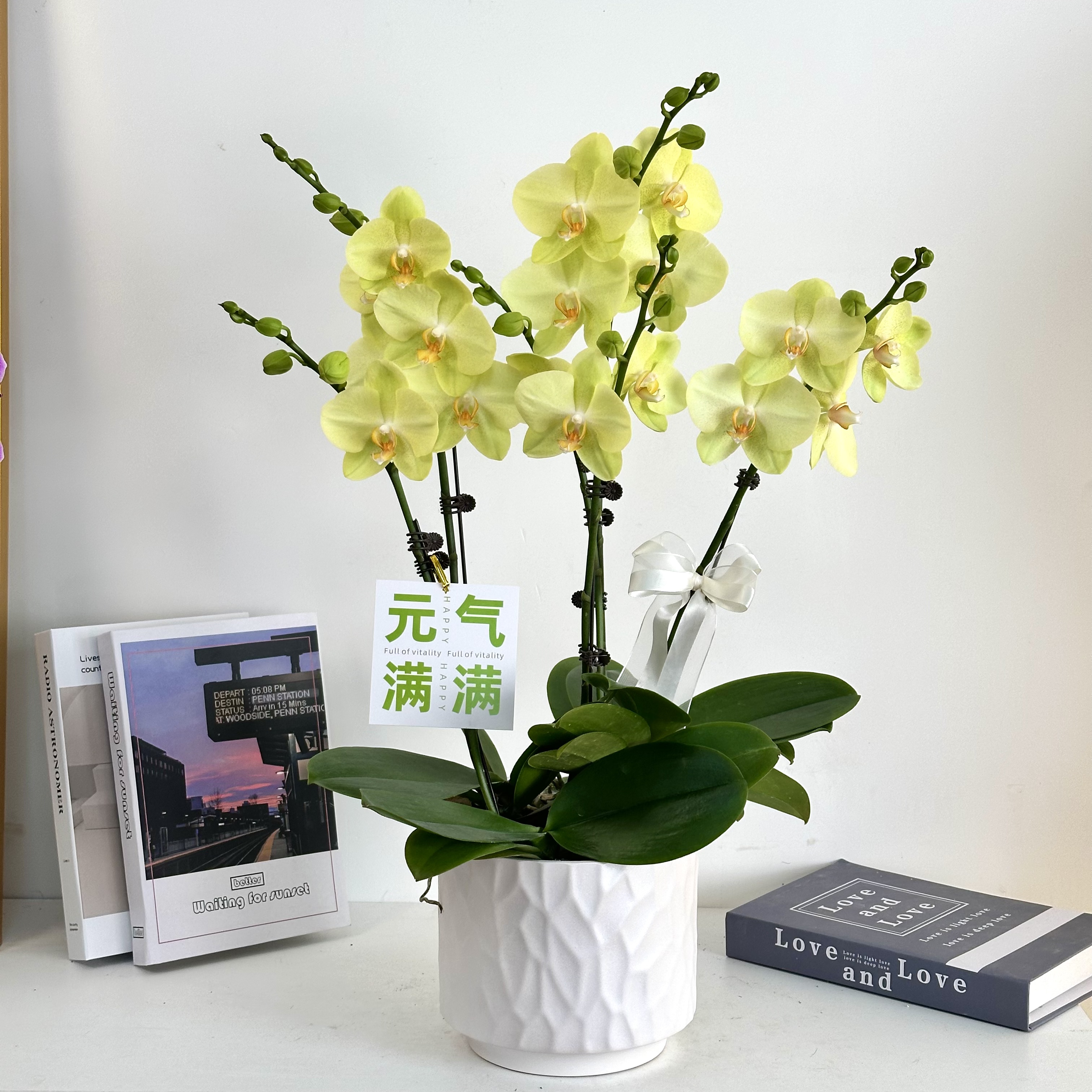 妗画【沃尔泰拉】蝴蝶兰鲜花精致组盆 开花株 室内绿植