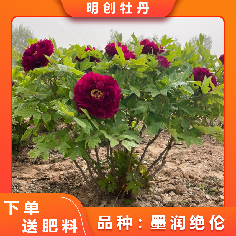 【墨润绝伦】精品观赏老桩牡丹庭院栽种基地紫红色土球发货