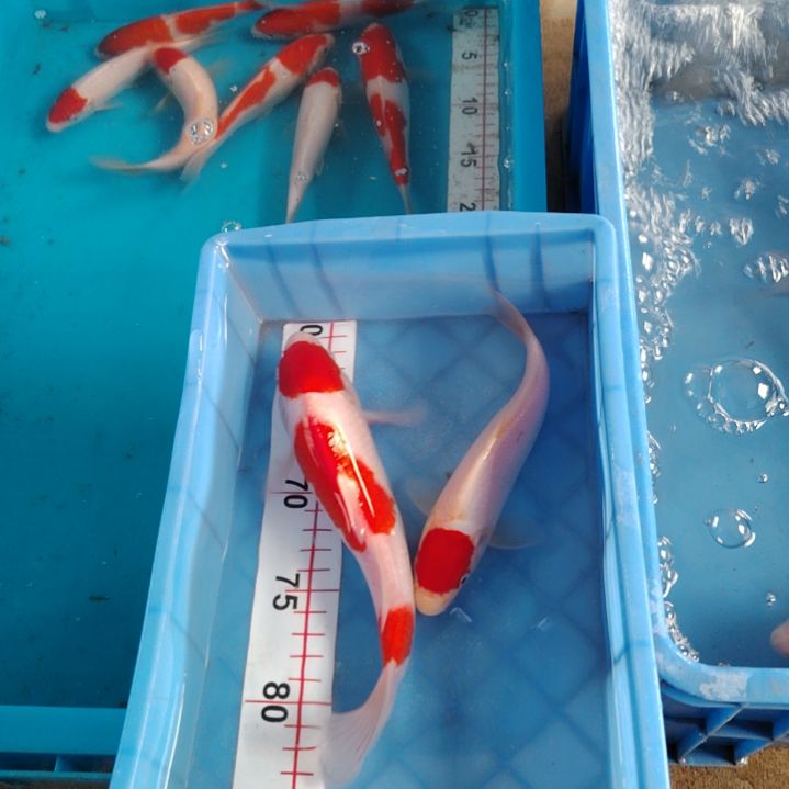 海水鱼顺丰包邮开箱包活3