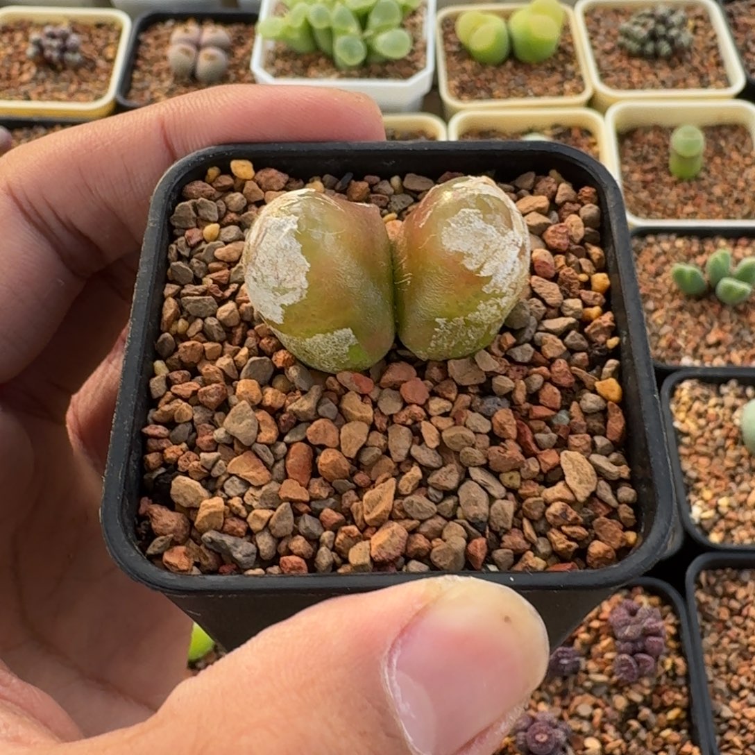 云缦精品番杏28.13 双头SH409红灯泡