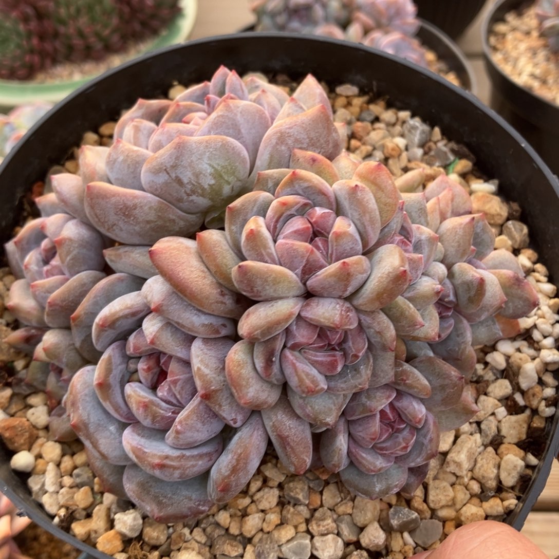 星影 有摘 一物一拍不支持退换