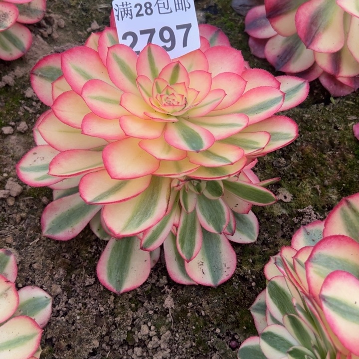 2797南倾城多肉植物