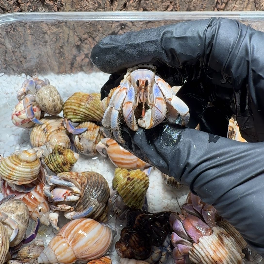 哇***栽哇呜直播间挑选紫陆