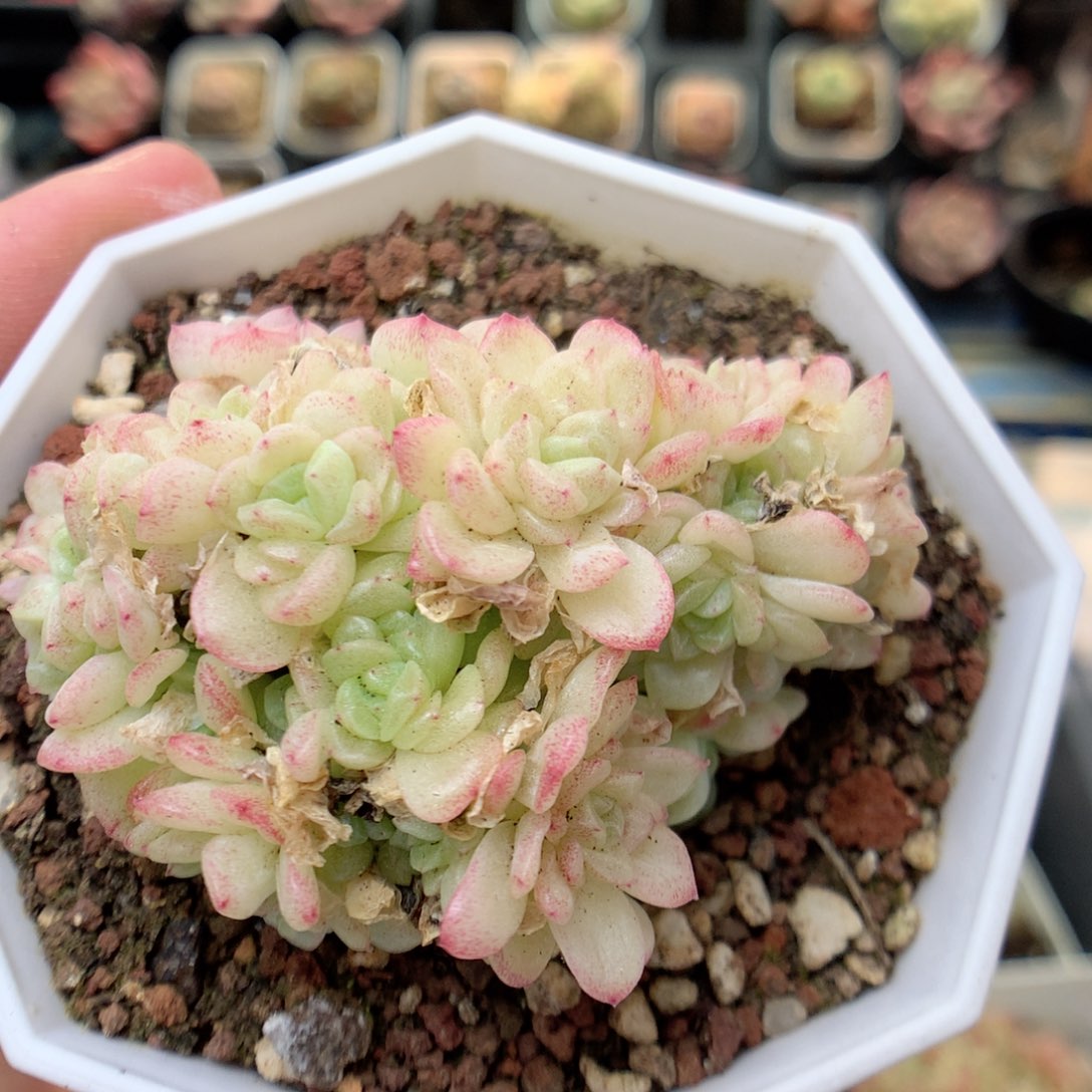 T70 ，20包邮两天凑单偏远不发货