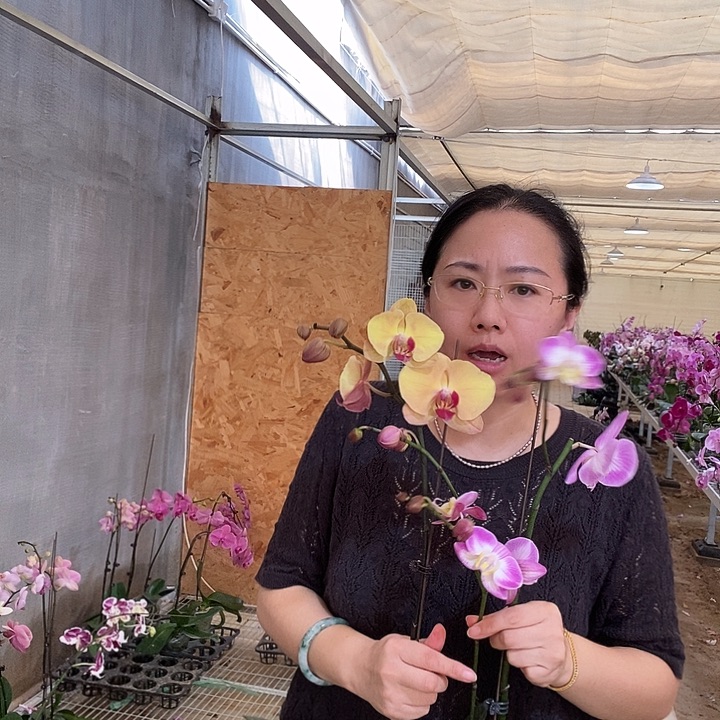 完全开放斯普利特，+访美钻石