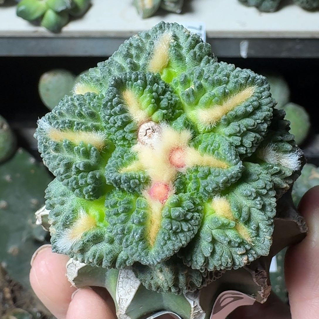 无花朵龟甲牡丹766