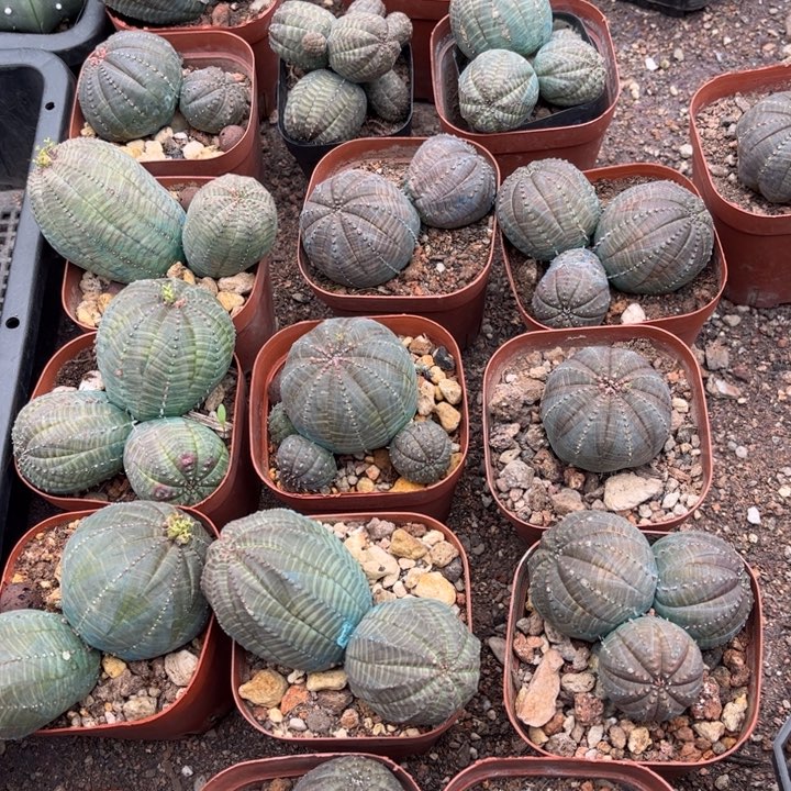 群生布纹球好养皮实