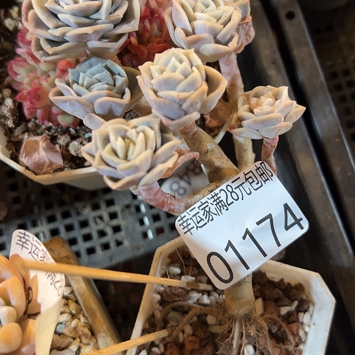 幸运的是我还没遇到你呢我