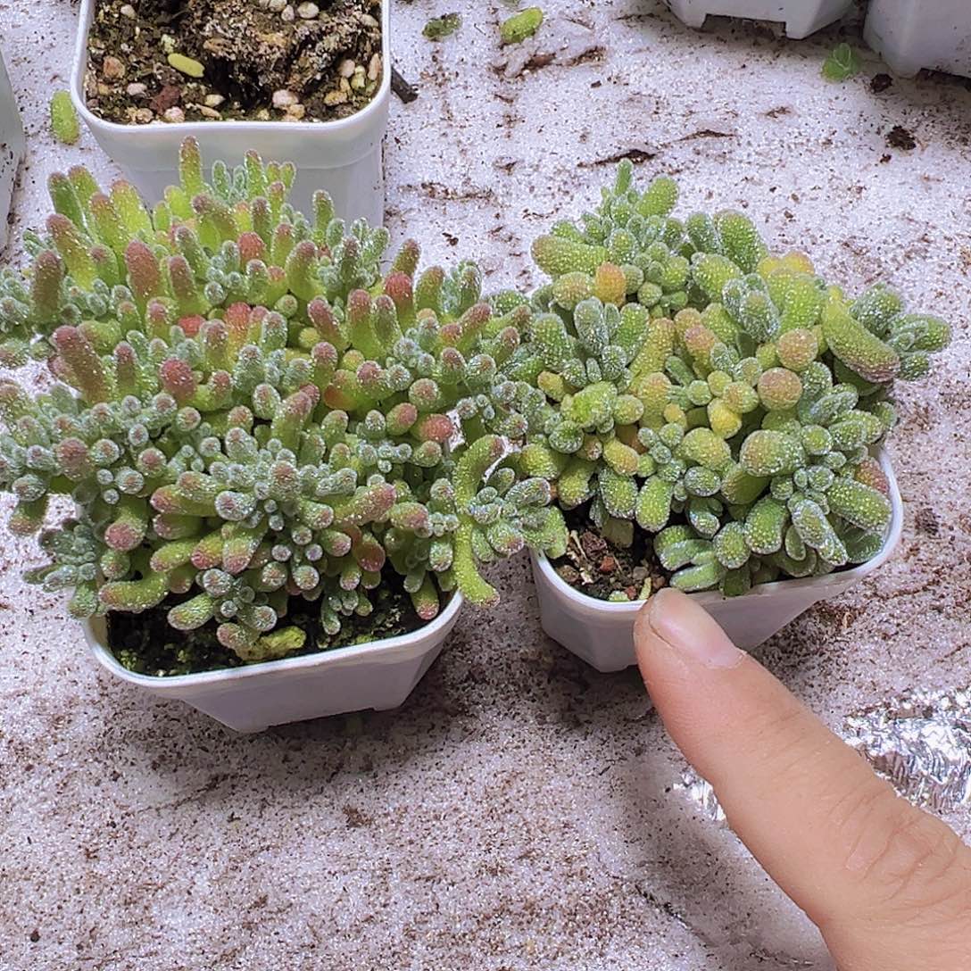 一盆冰水晶一盆冰晶枝干共2盆