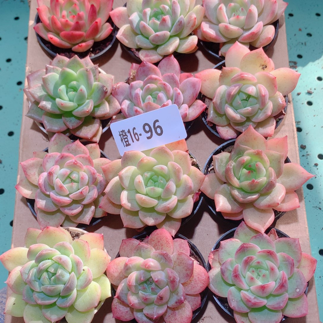 16-96一物一拍多肉带盆18颗