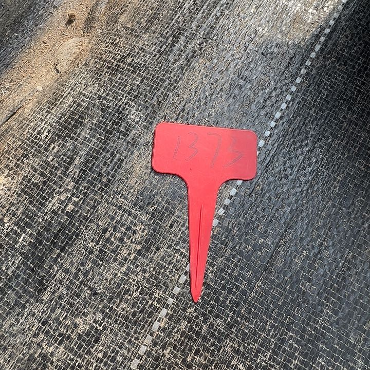 那***事1373上午多肉植物