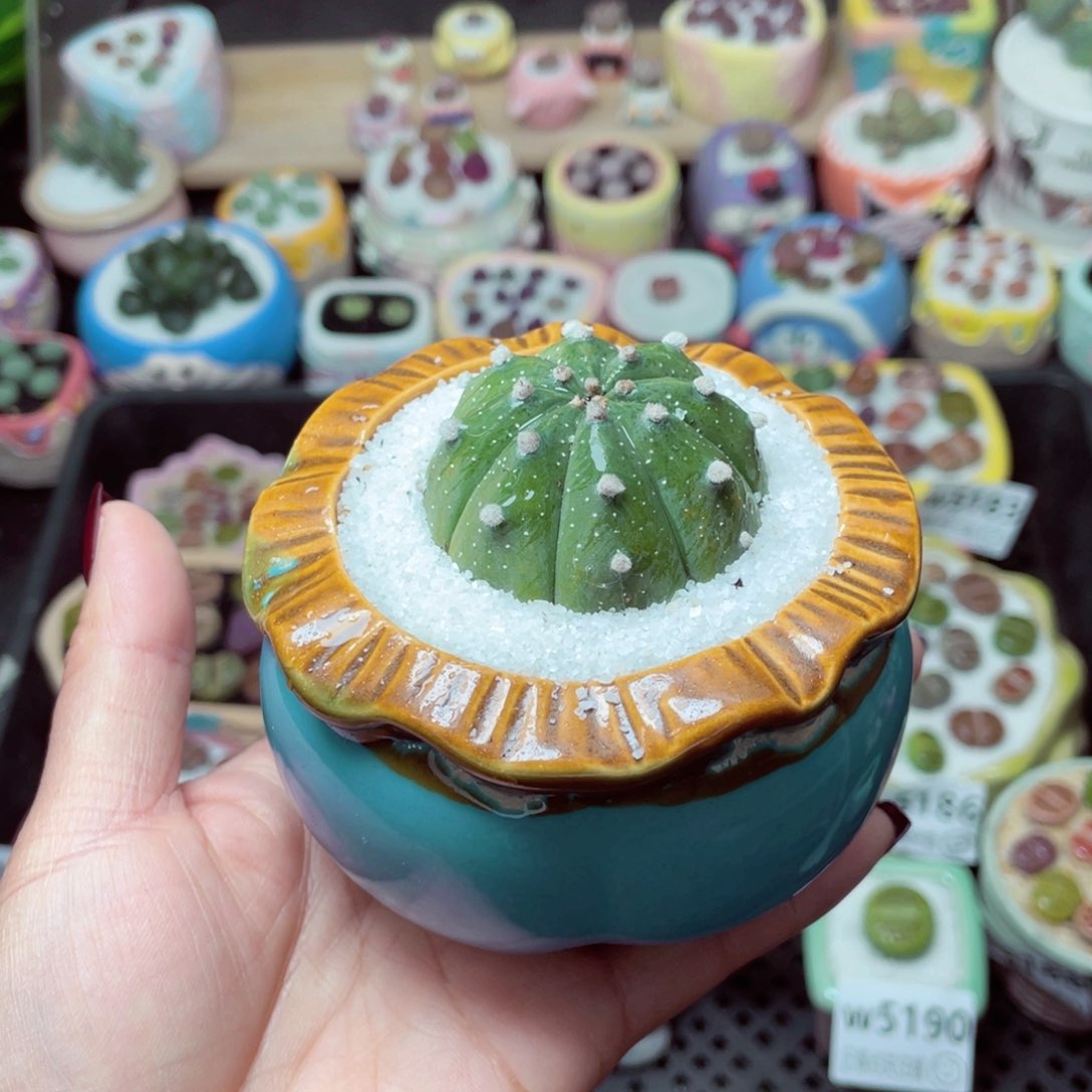 w5191 -零下地区拍保温箱-15支持寄养