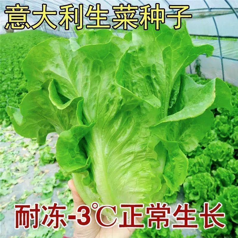 【全店满5包包邮】意大利生菜种子四季可种耐抽苔可生吃有机生菜籽