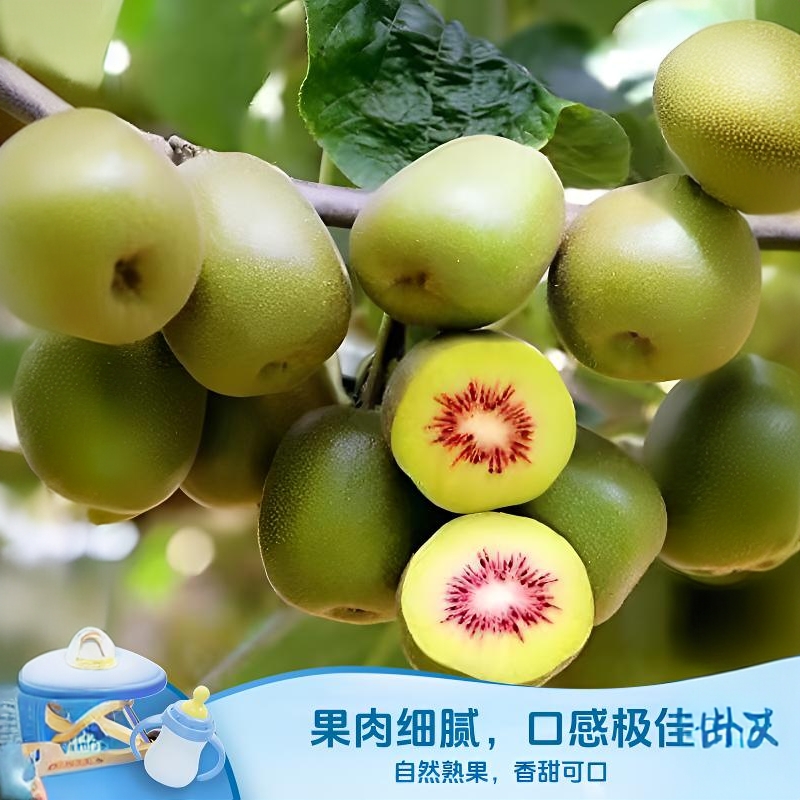 贵州六盘水水城心猕猴桃新鲜当季水果香甜多汁孕妇优选红心