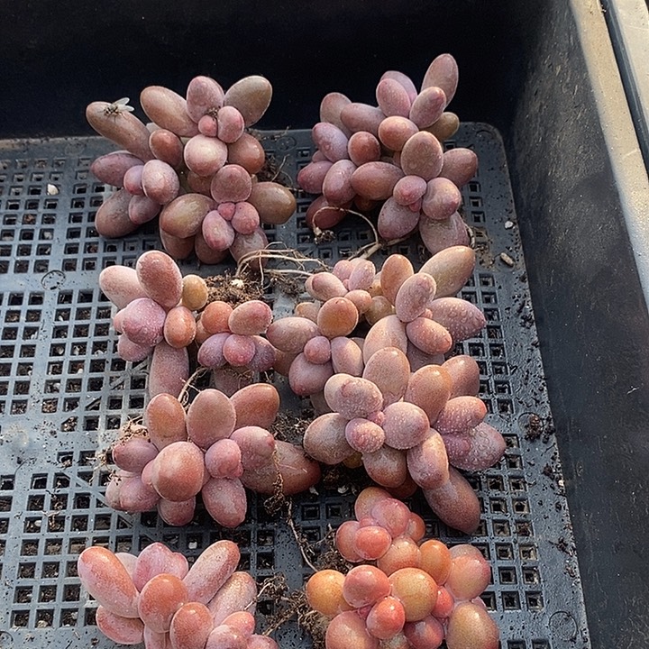 多***福无花朵2620号一物一拍糖果