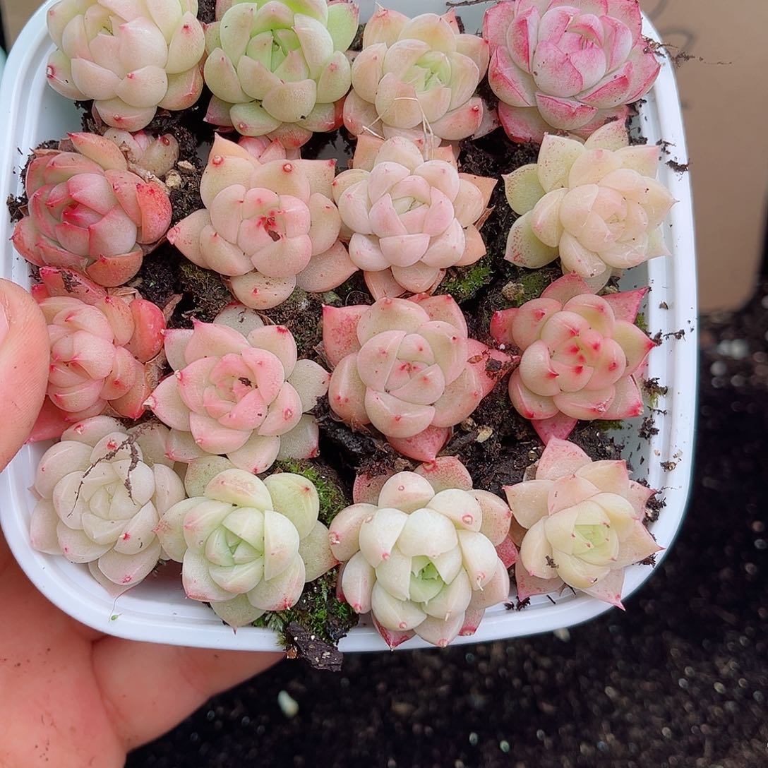 1-467 新疆西藏内蒙不发 12.8包邮多肉