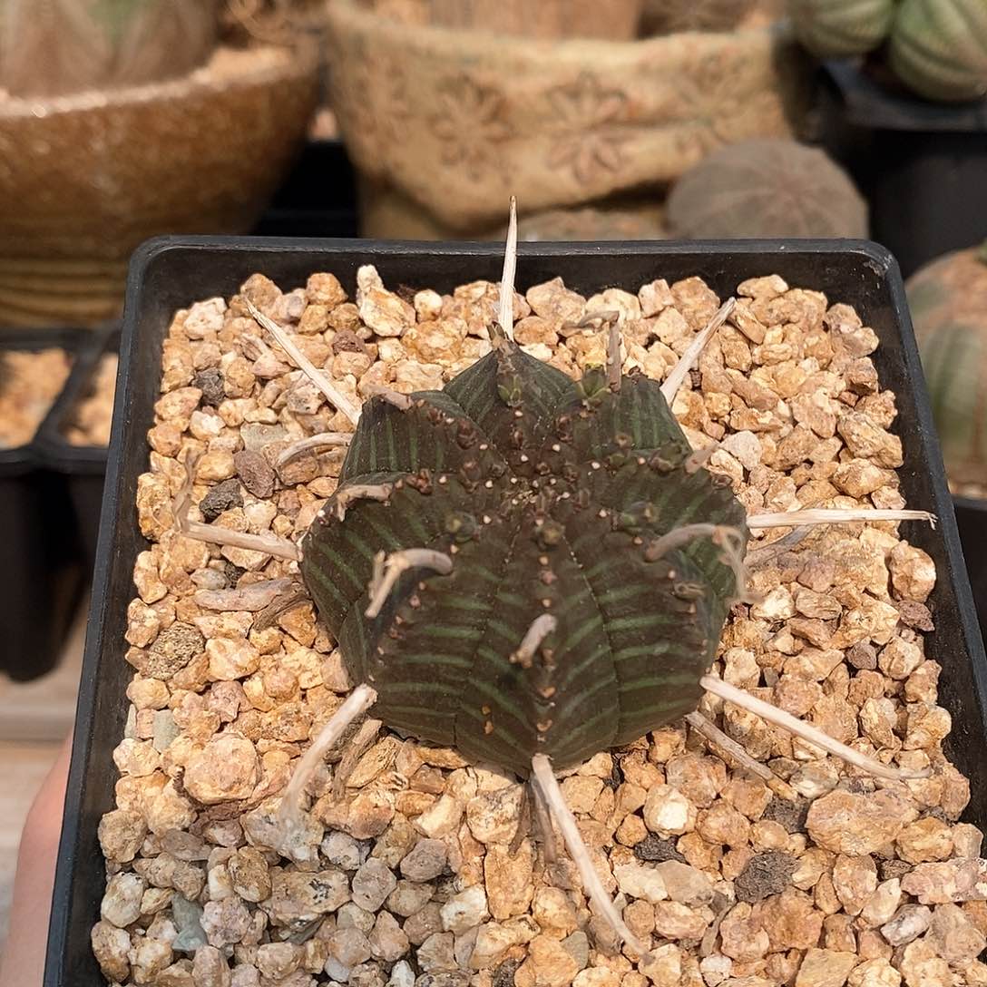 法利达精品多肉植物