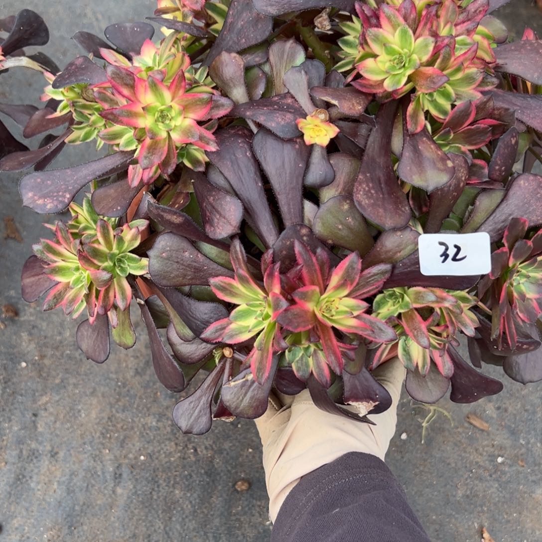 32烟多肉嘻嘻嘻母本