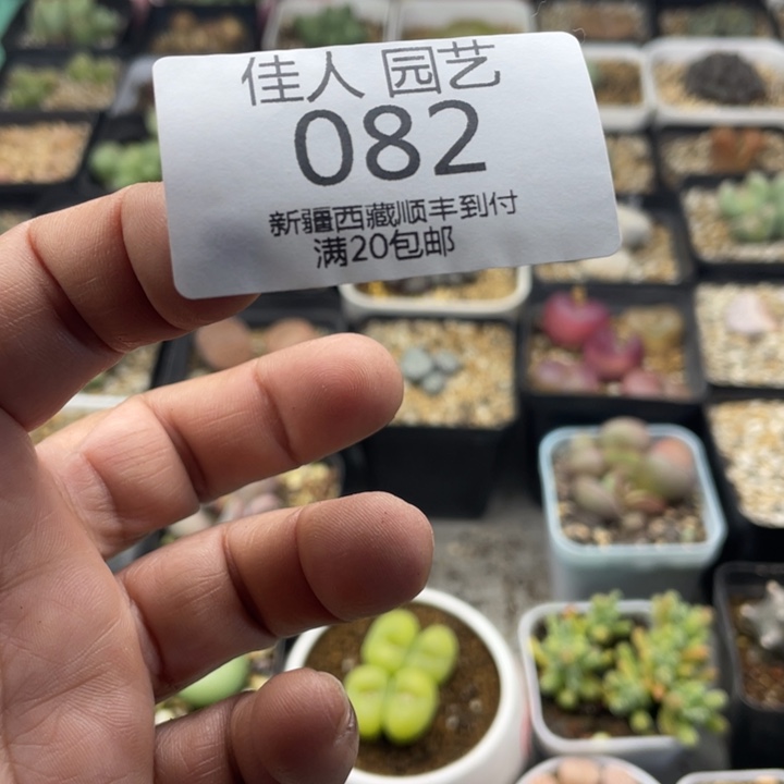 草*雪佳人园艺 老周多肉上福利啦082