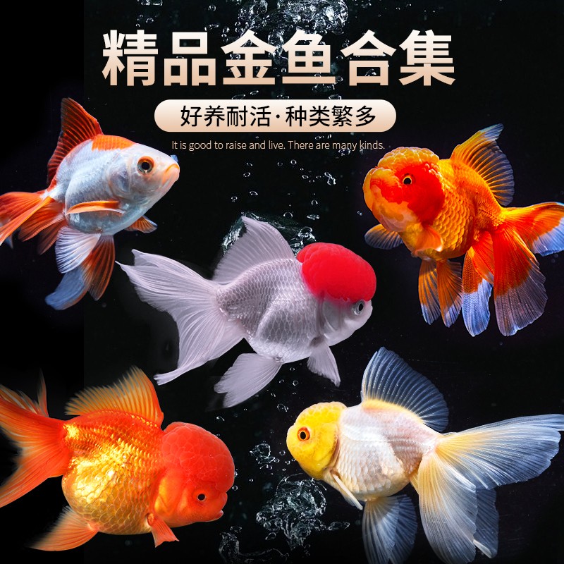 【6-8厘米 15条】狮子头金鱼鸿运当头鱼苗龙睛冷水鱼红狮鹤顶红冷水