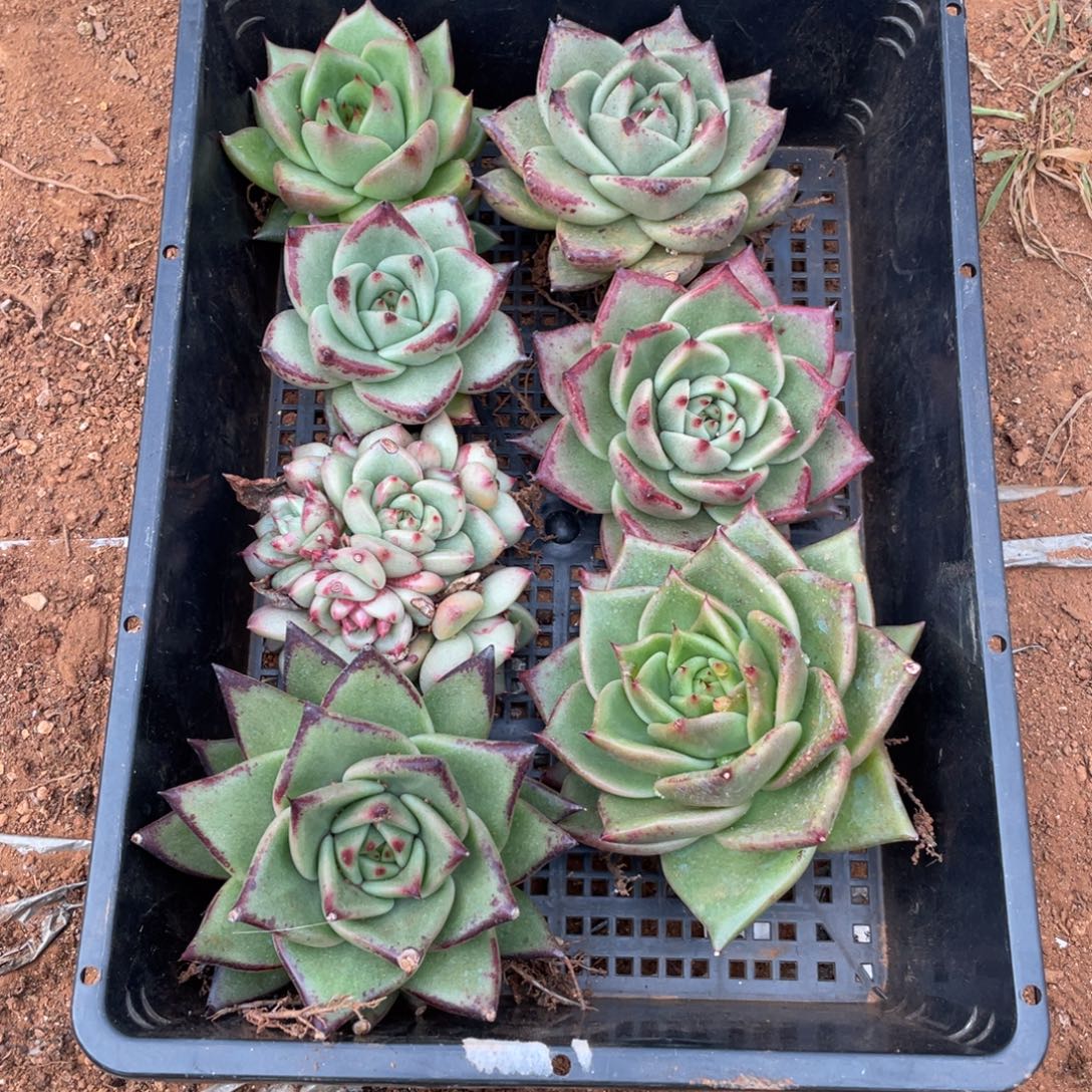 无花朵若如东云单拍D526