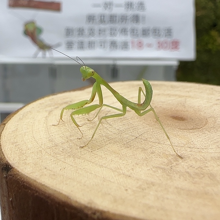 蟋蟀澳宽4龄 单虫