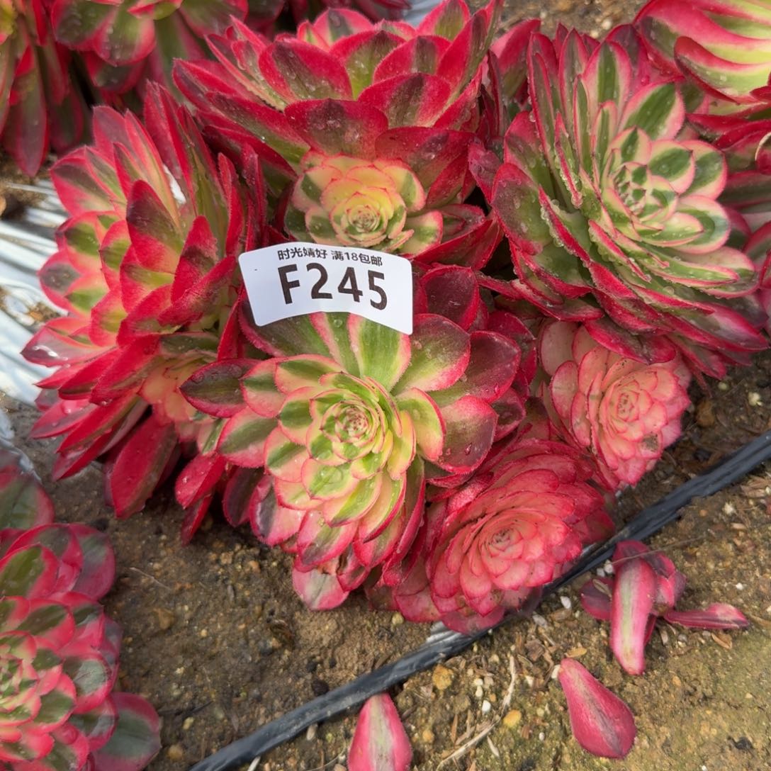 245荔枝。多肉植物