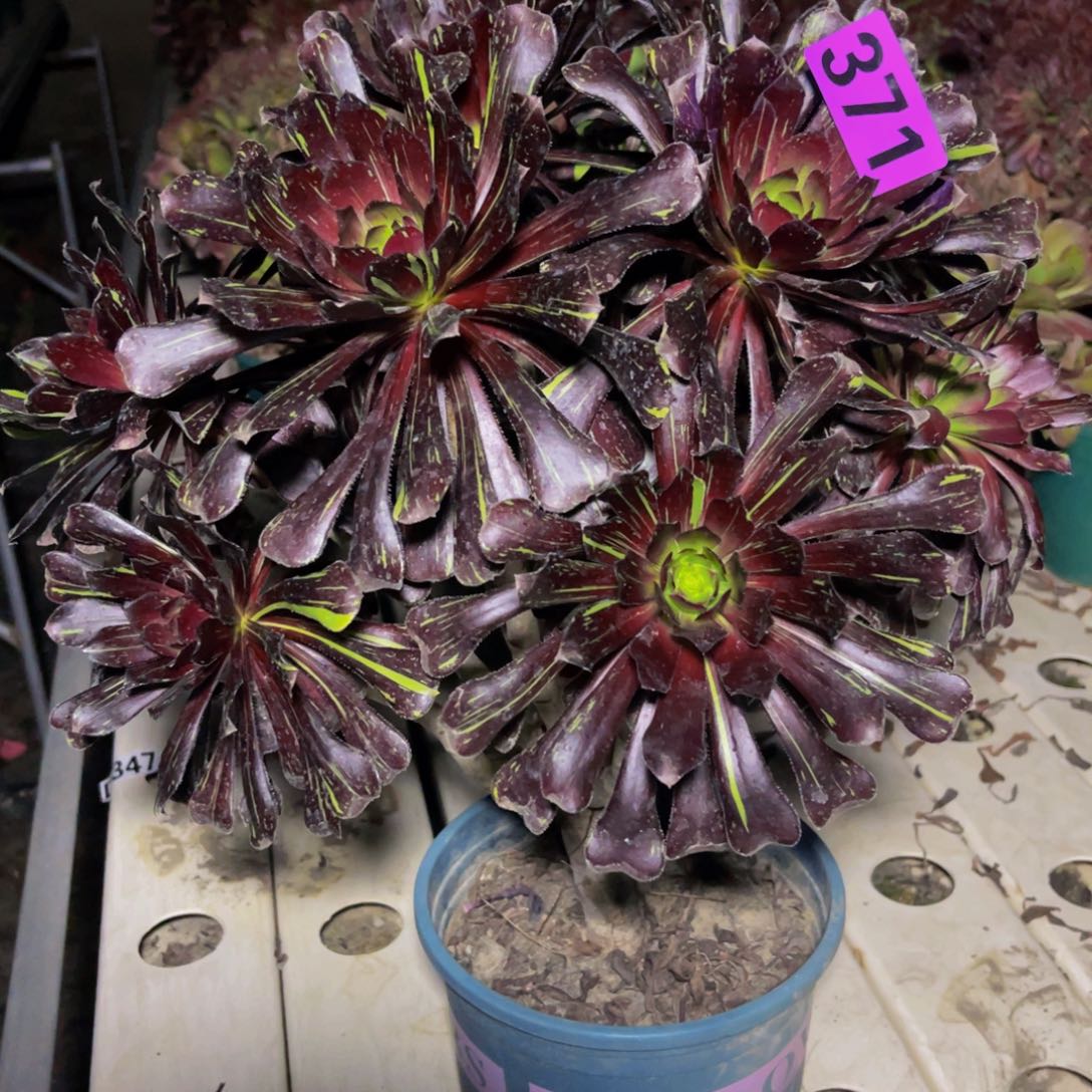 水墨丹青7///////33包邮