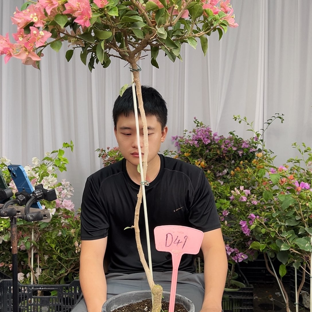 清***风当前无花栽培后可以开花D49卡亚塔