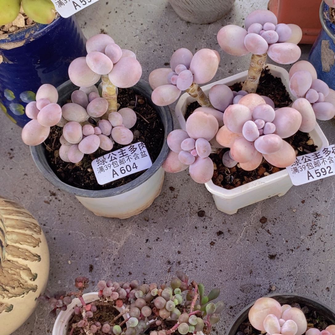 奶酪2棵多肉植物