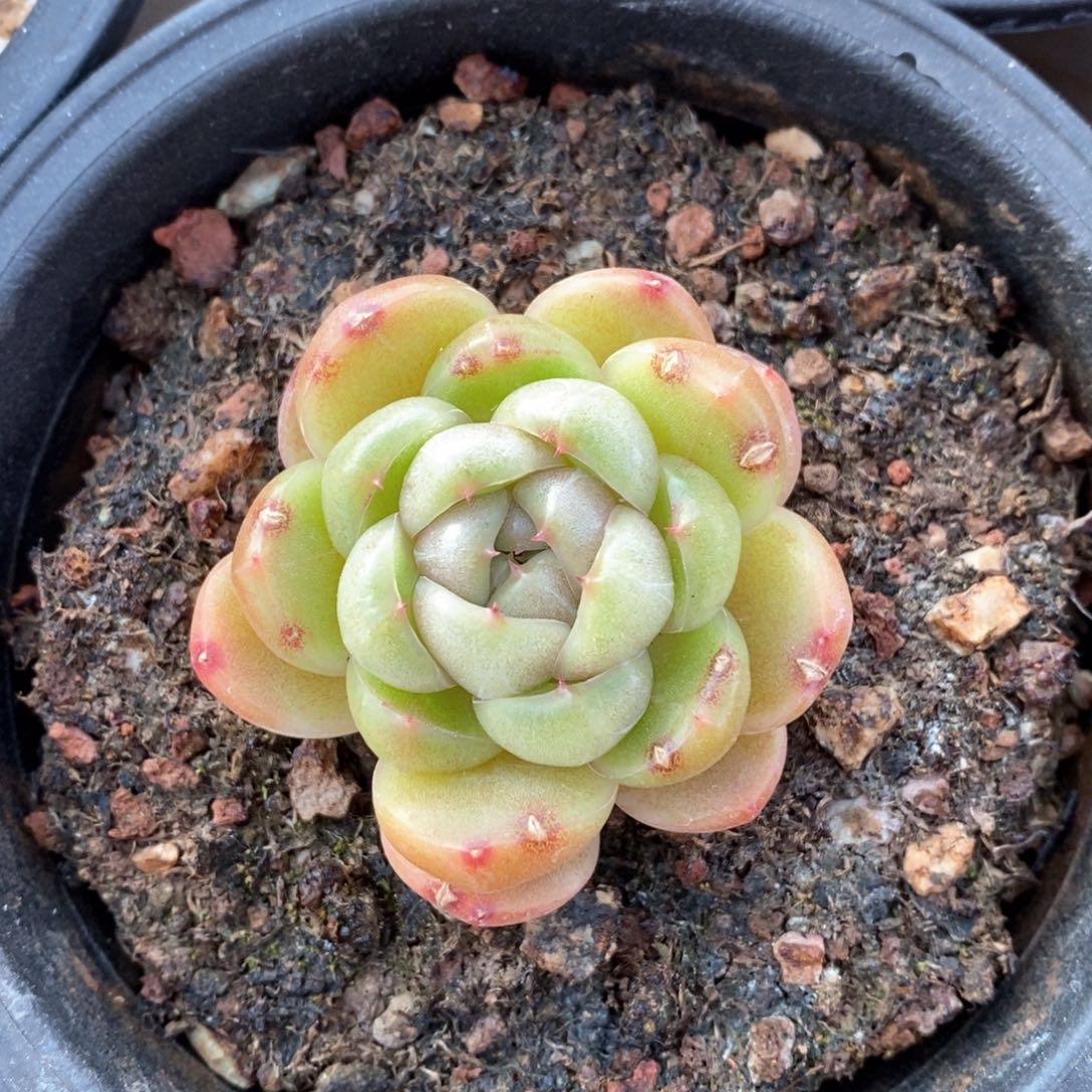 精品多肉一物一拍不包整432