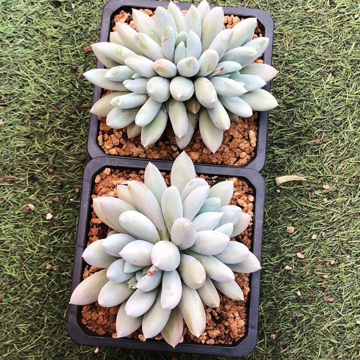 胖体哥特萝莉大群多肉植物