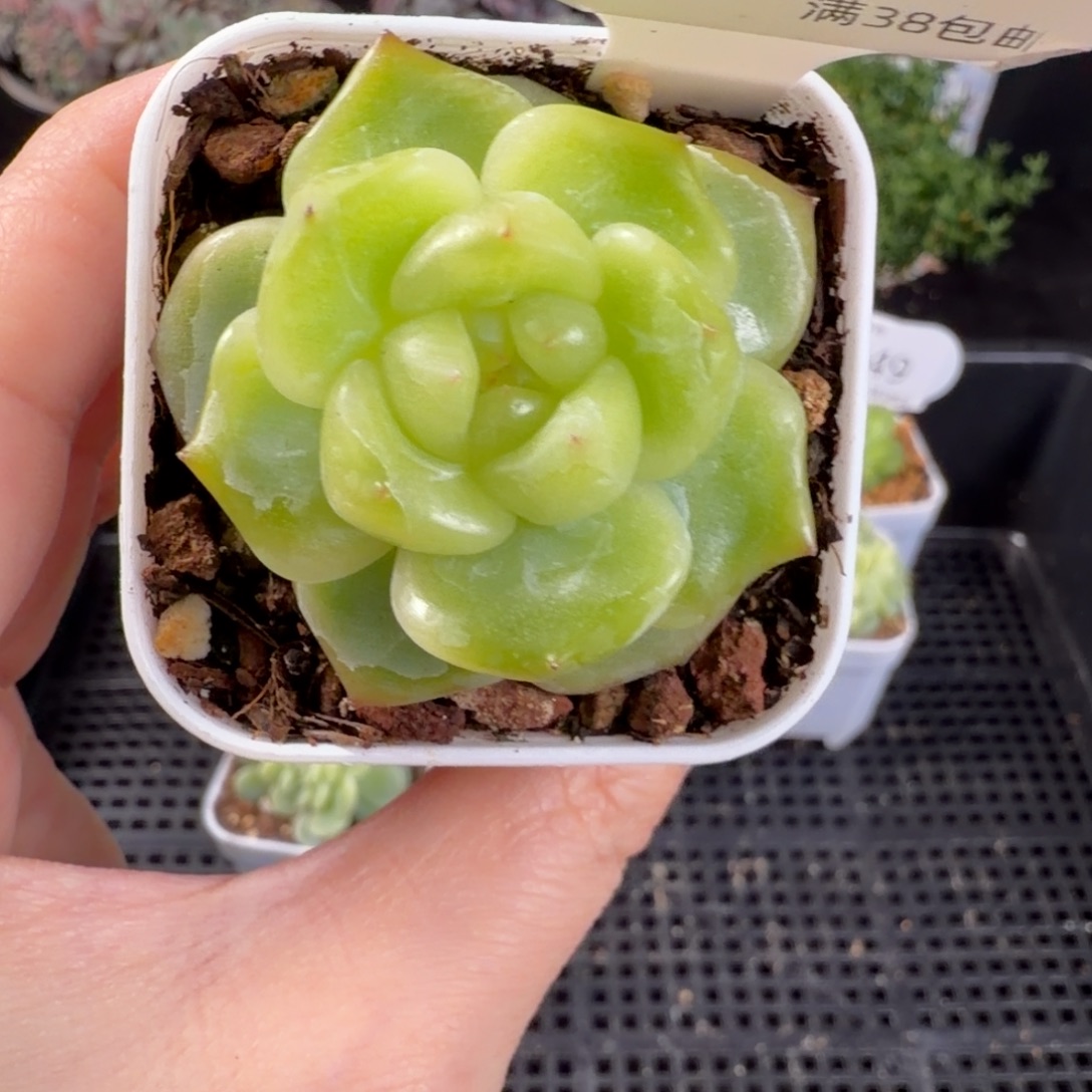 珍妮单头孤品254号