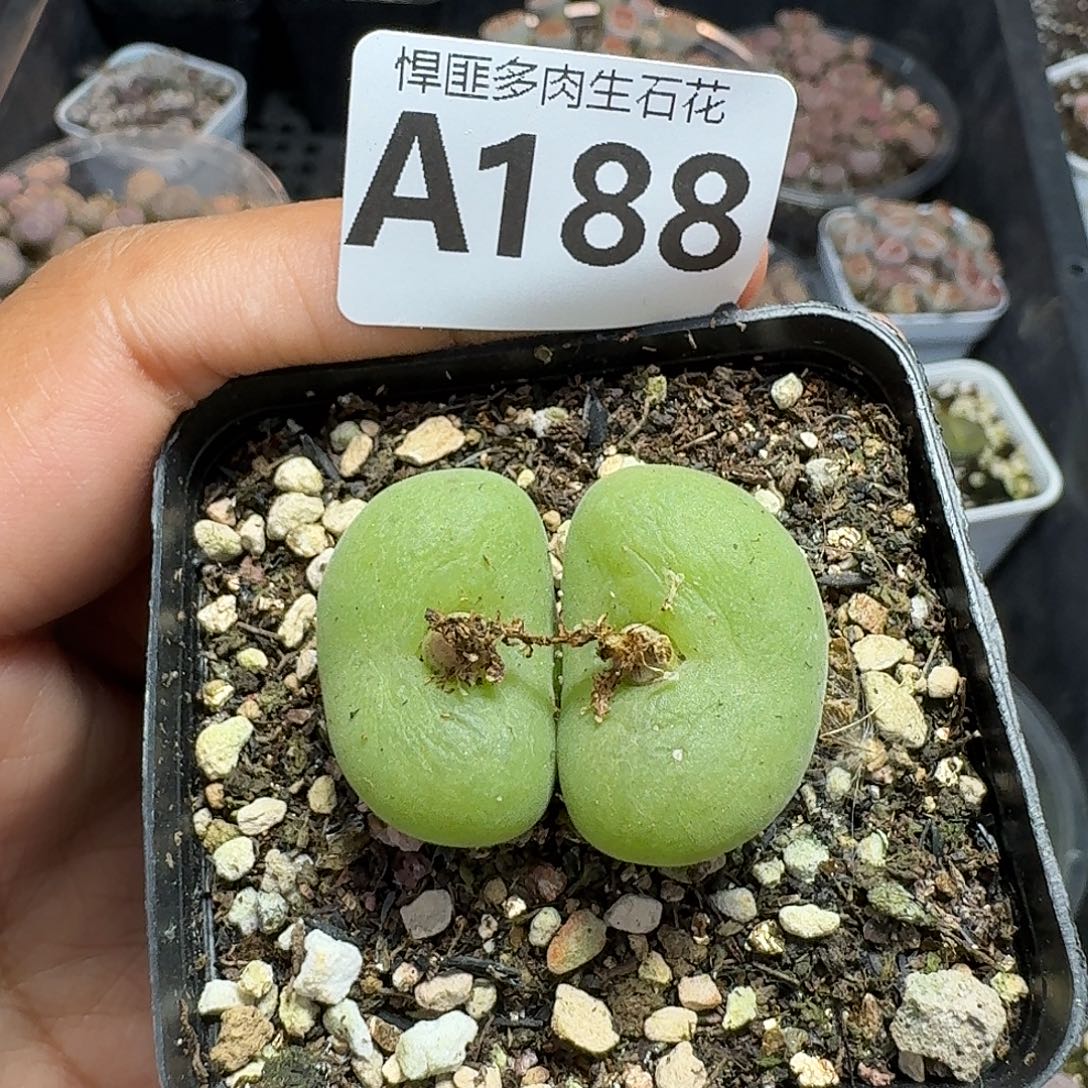 188多肉植物多肉植物
